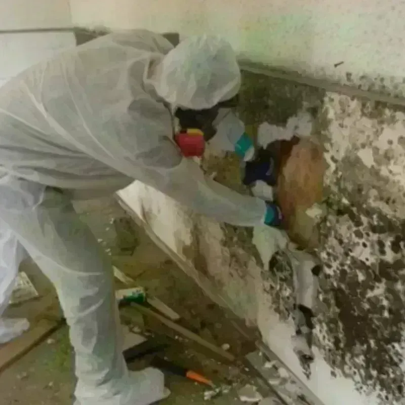 Mold Remediation and Removal in Gorham, NH